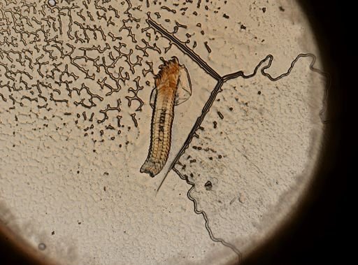 Campeloma decisum
