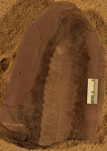 Pecopteris