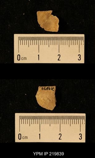 Chonetes granulifer