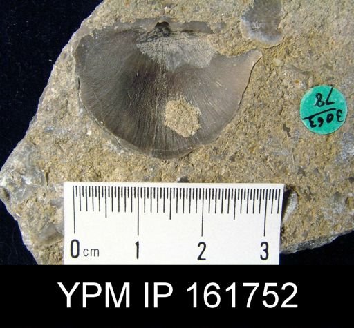 Brachyprion philomela