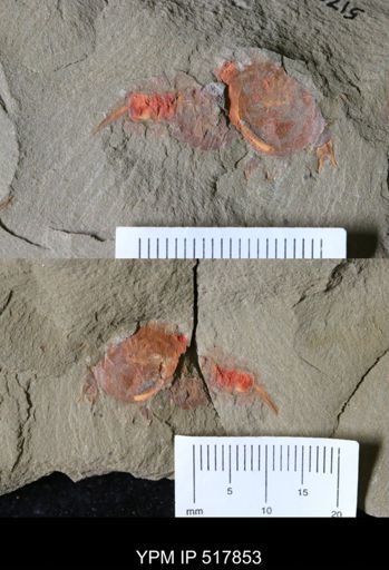 undet. Xiphosurida