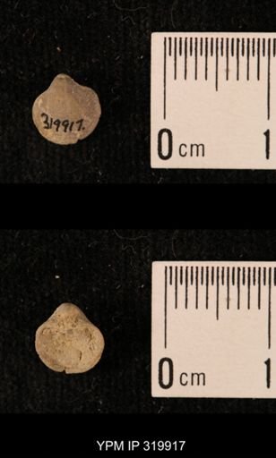Ambocoelia planoconvexa