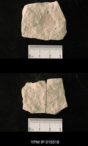 Probnis speciosa