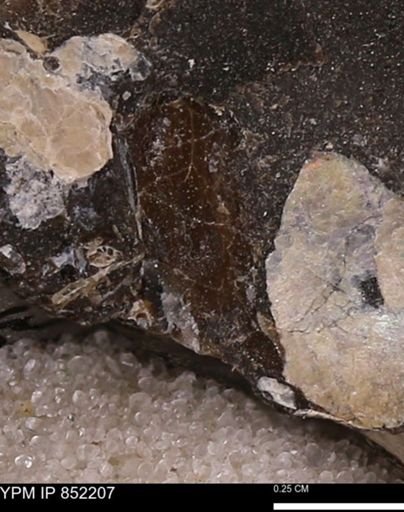 undet. Bivalvia