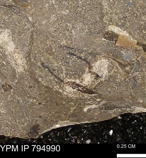 undet. Mollusca
