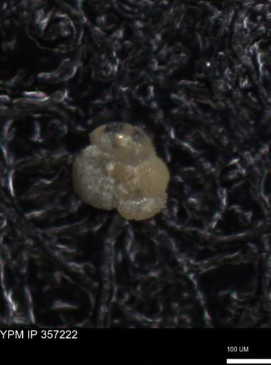 undet. Foraminiferida
