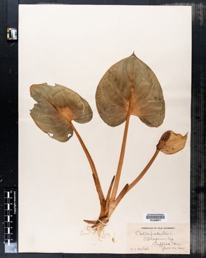 Calla palustris