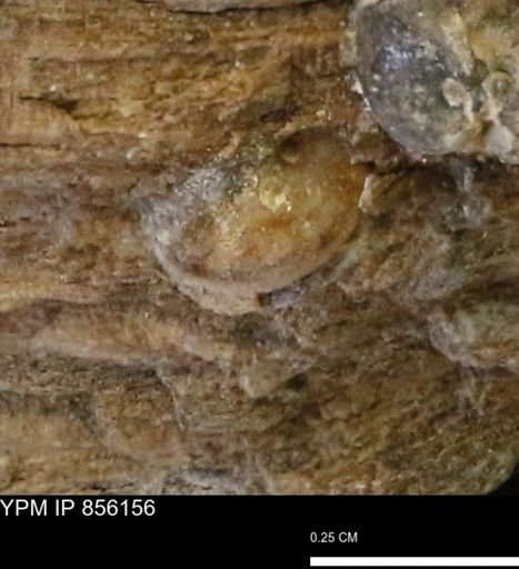Teredo sp.