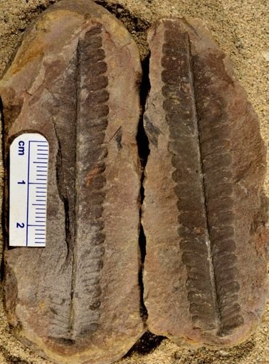 Pecopteris sp.