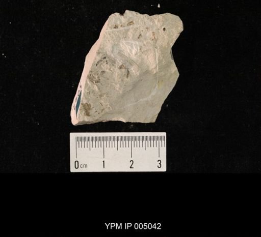 Protohymen permianus