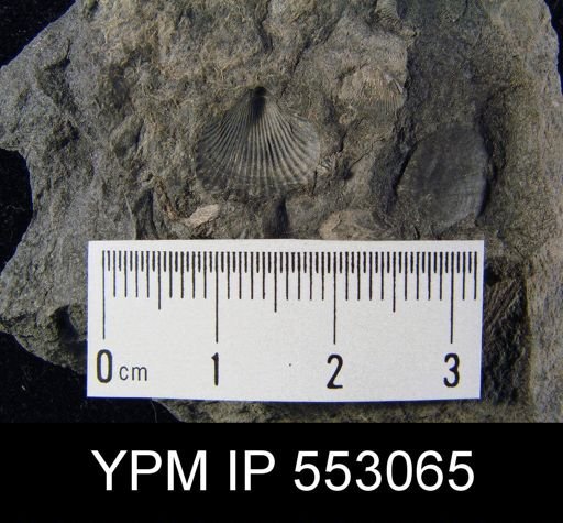 Camarotoechia sp.