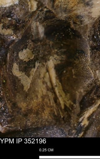 undet. Bivalvia