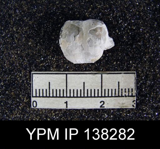 Marginifera cf. typica