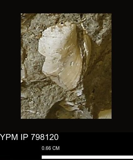 Protocardia?