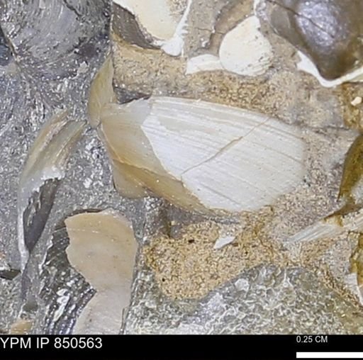 Limopsis striatopunctatus