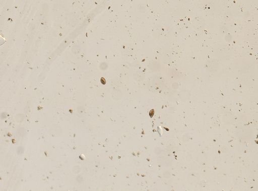 Diphyllobothrium canis