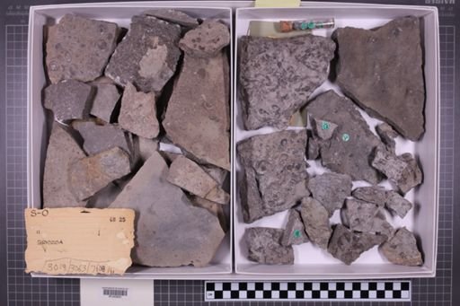 mixed taxa, stratigraphic collection