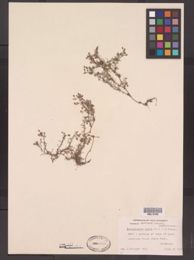 Spergularia rubra