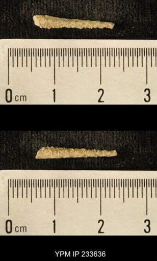 Archaeocidaris sp.