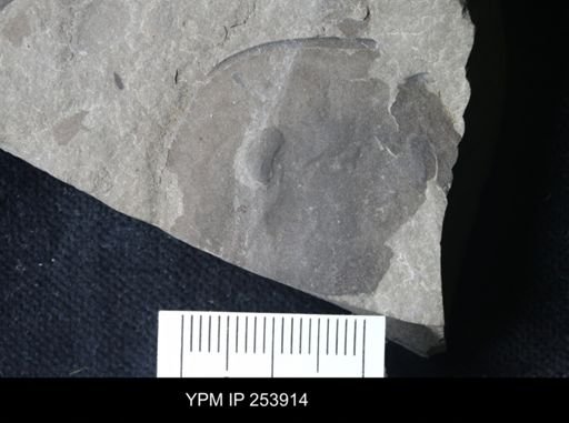 Eurypterus lacustris
