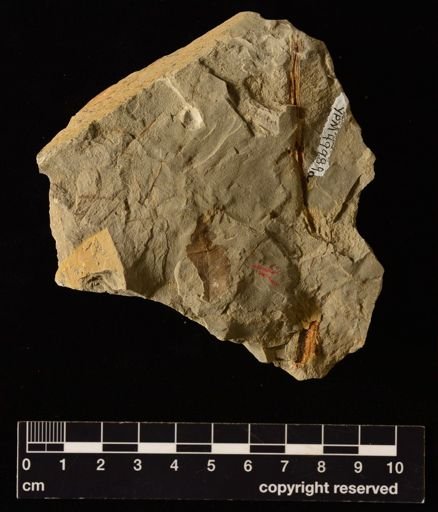 Filicopsida