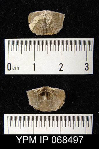 Glyptorthis insculpta