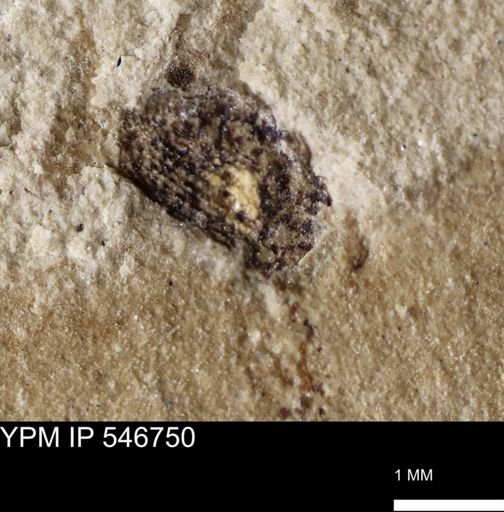 undet. Coleoptera
