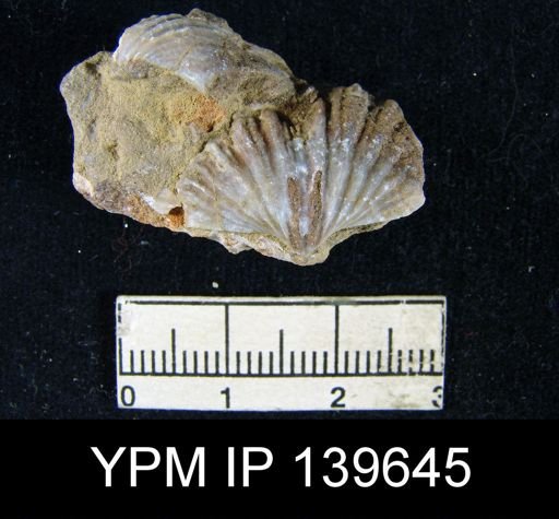 Spirifer (Neospirifer) sp.