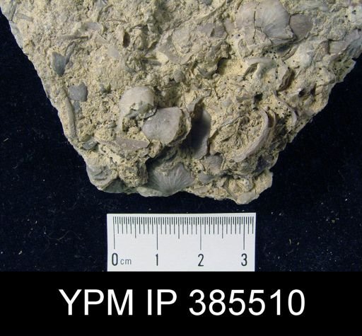undet. Strophomenida