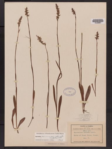 Plantae