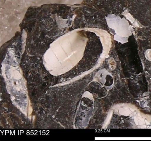 undet. Gastropoda