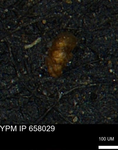 Verneuilinoides hectori