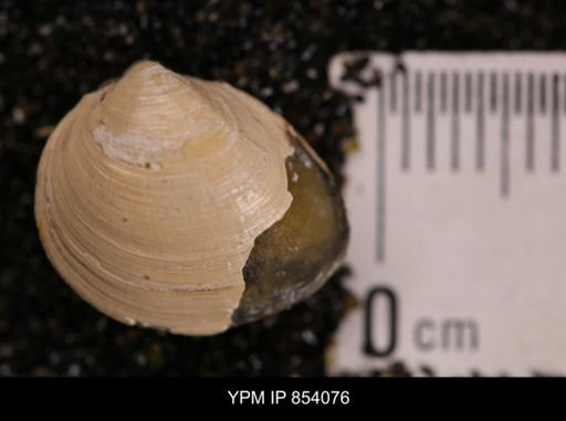 Limopsis striatopunctatus