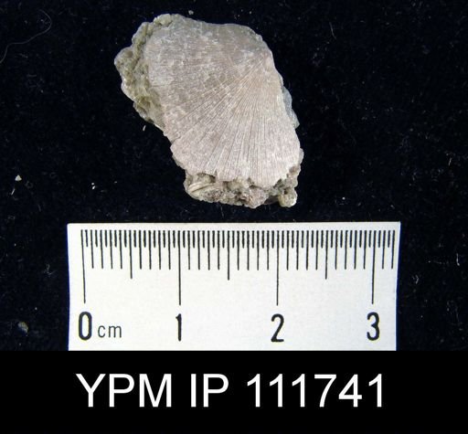 Brachyprion anticostiense