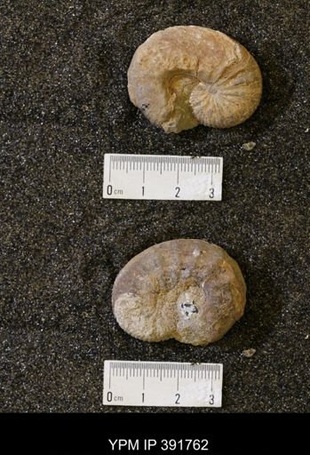 Scaphites whitfieldi