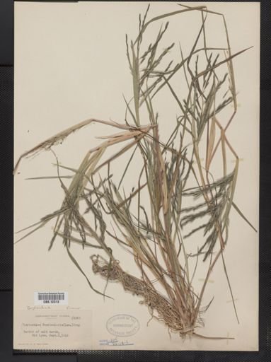 Leptochloa fascicularis