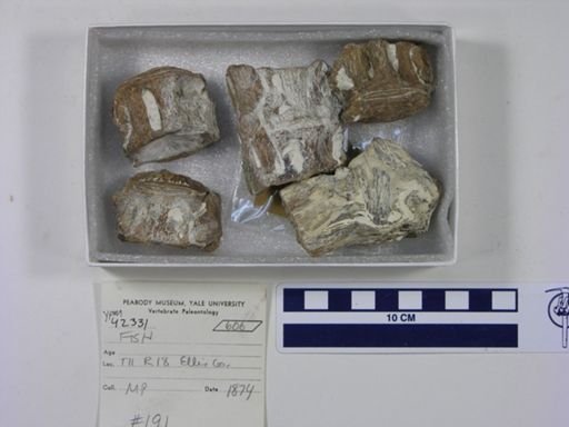 undet. Actinopterygii