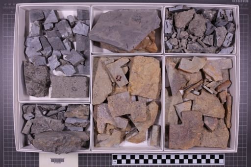 mixed taxa, stratigraphic collection