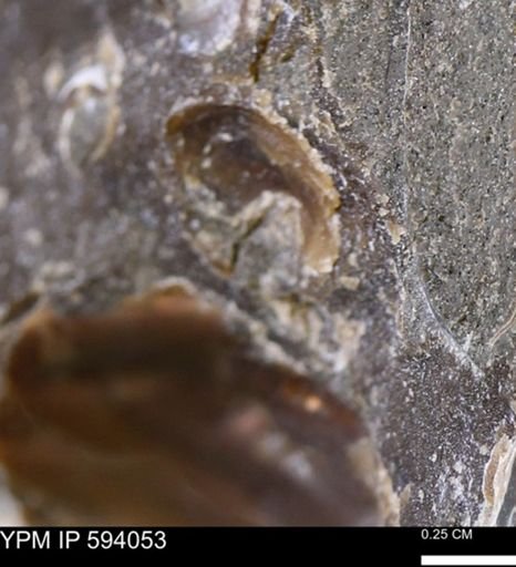 undet. Mollusca