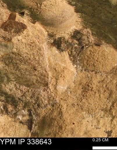 undet. Mollusca