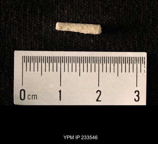 Archaeocidaris sp.