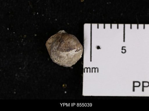 Protocardia sp.