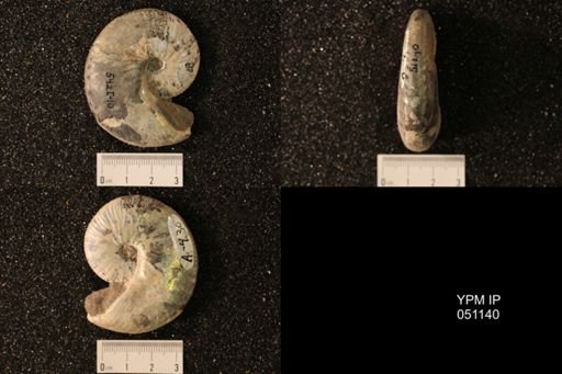 Hoploscaphites nicolletii