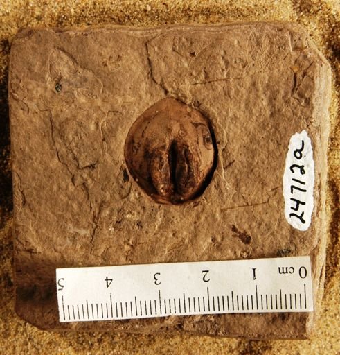 Juglans costata