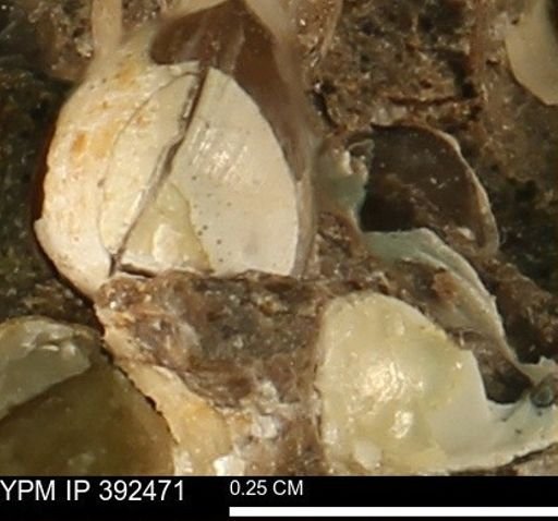 Protocardia subquadrata