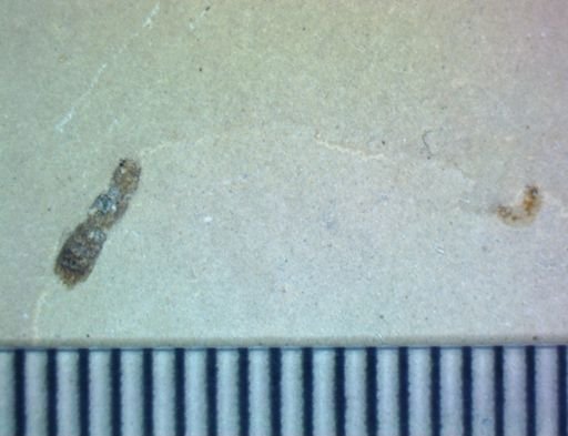undet. Hexapoda
