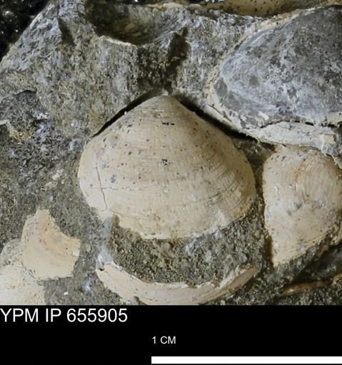 Limopsis striatopunctatus