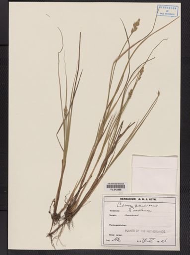 Carex canescens