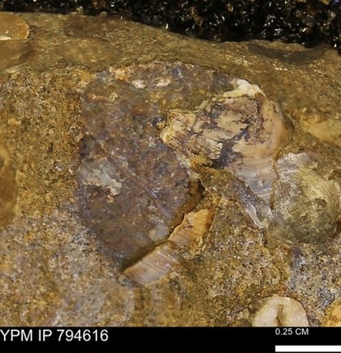 Protocardia subquadrata