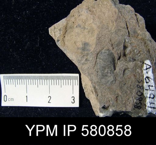 undet. Linguloidea